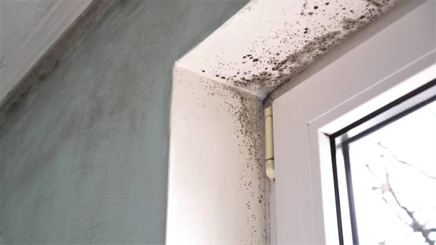 Best White Mold Remediation in Lawrenceville, VA