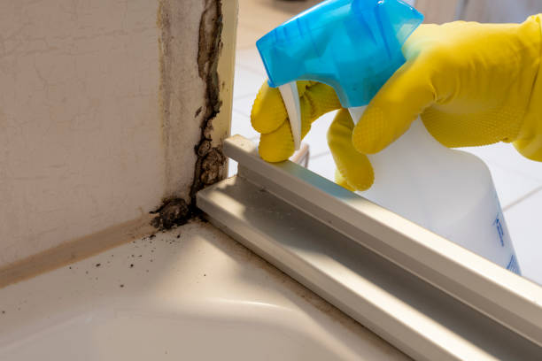 Best Attic Mold Remediation in Lawrenceville, VA