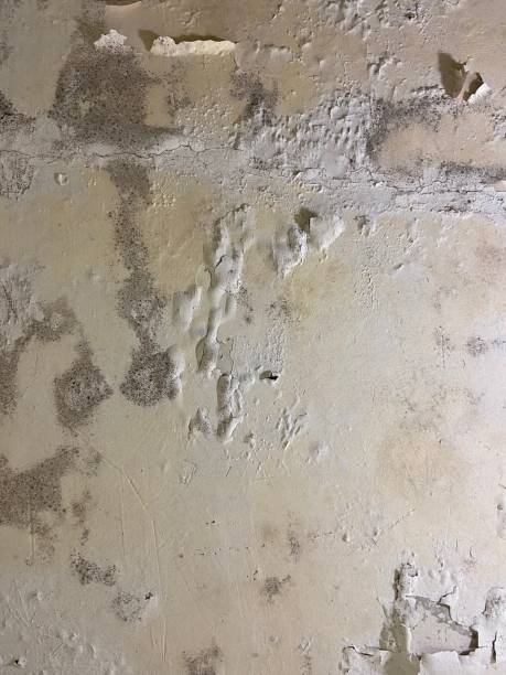 Best Mold Testing and Inspection Services in Lawrenceville, VA