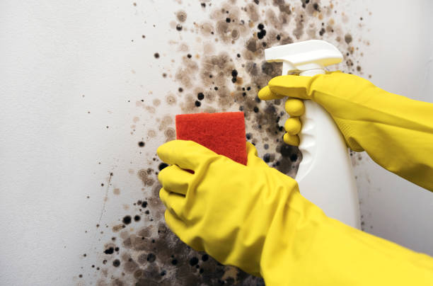 Best Residential Mold Remediation in Lawrenceville, VA