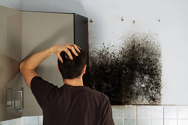 Best Basement Mold Remediation in Lawrenceville, VA
