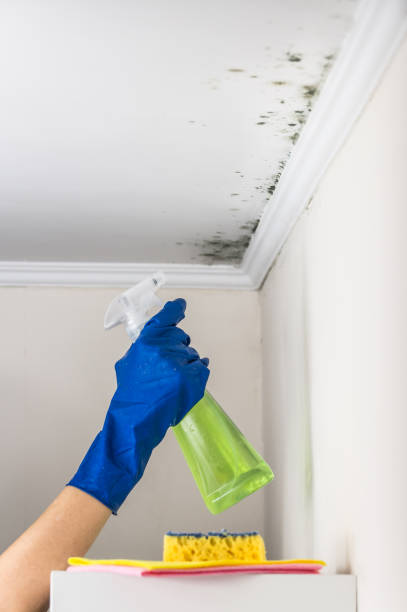 Reliable Lawrenceville, VA Mold Remediation Solutions